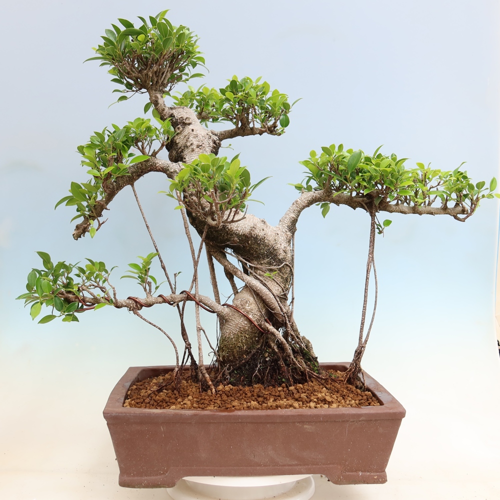 Izbové bonsaje - Ficus kimmen - drobnolistý fikus