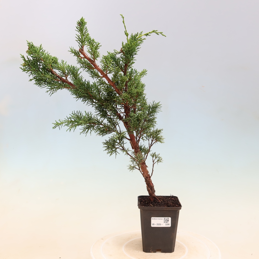 Vonkajší bonsaj - Juniperus chinensis Kishu