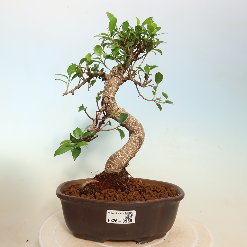 Izbové bonsaje - Ficus kimmen - drobnolistý fikus