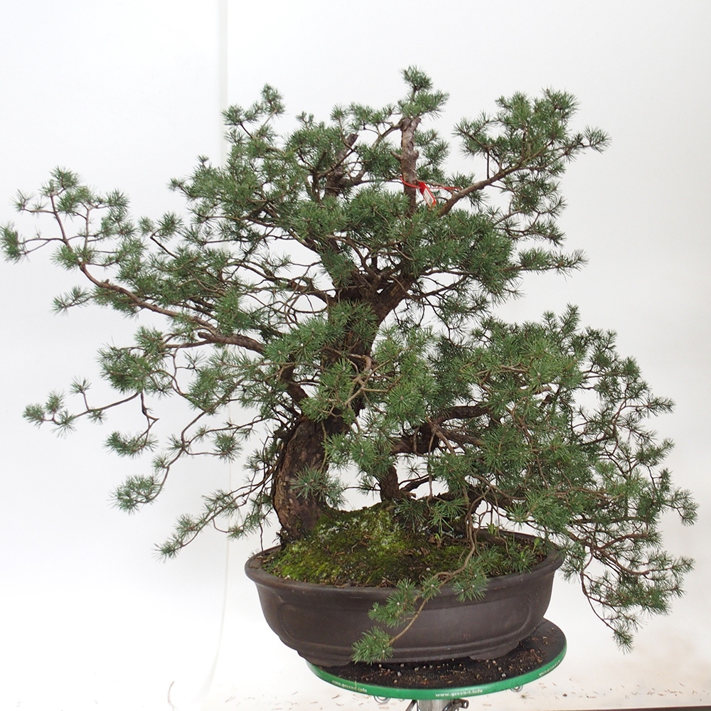 Yamadori - Pinus sylvestris Španielsko
