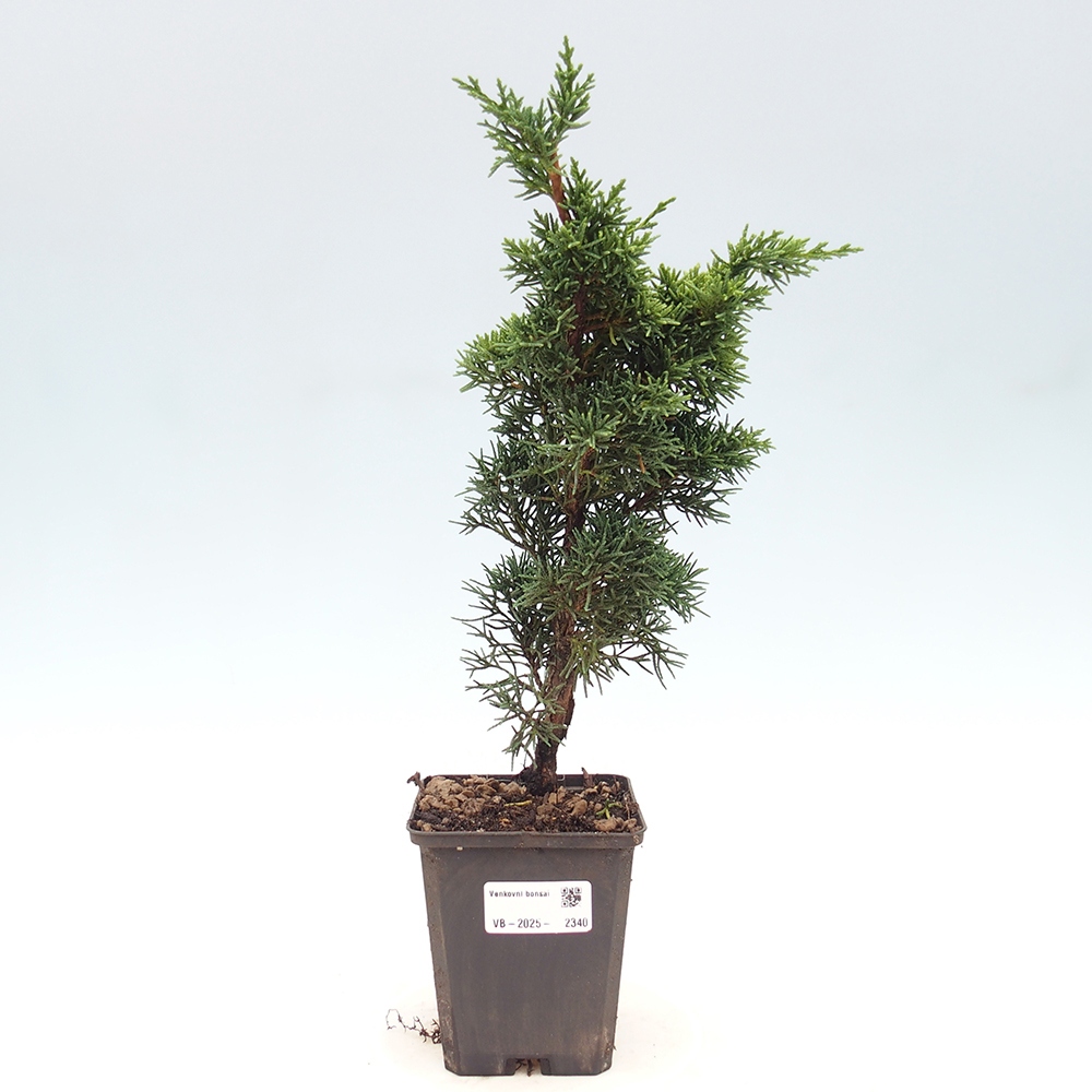 Vonkajšie bonsai - Juniperus chinensis Kishu -Jalovec čínsky