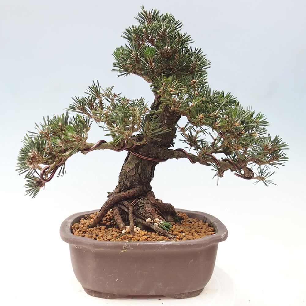 Vonkajšia bonsaj - Pinus thunbergii Kotobuki - borovica Thunbergova