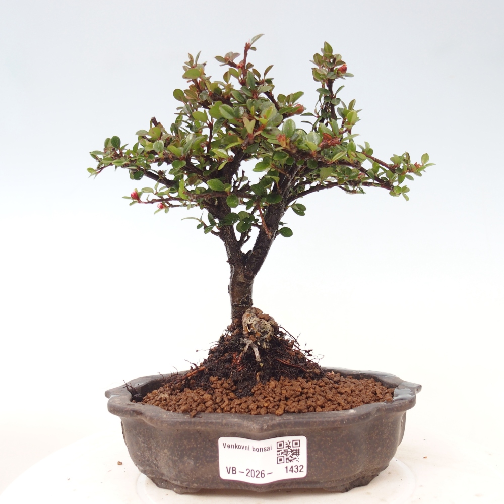 Vonkajšie bonsaje - Cotoneaster horizontalis - Skalnaté hory