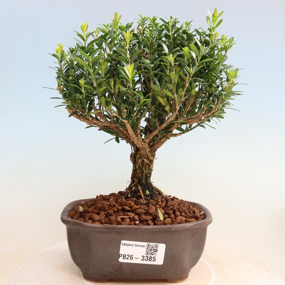 Izbové bonsaje - Buxus harlandii - korkový buxus