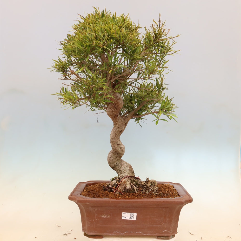 Izbové bonsaje - Ficus nerifolia - fíkus drobnolistý