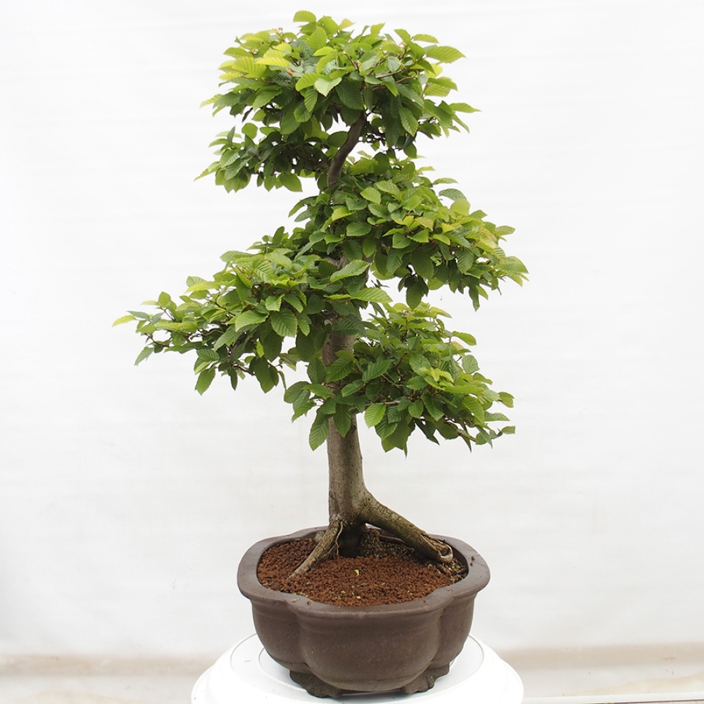 Vonkajší bonsai - Hrab obyčajný - Carpinus betulus
