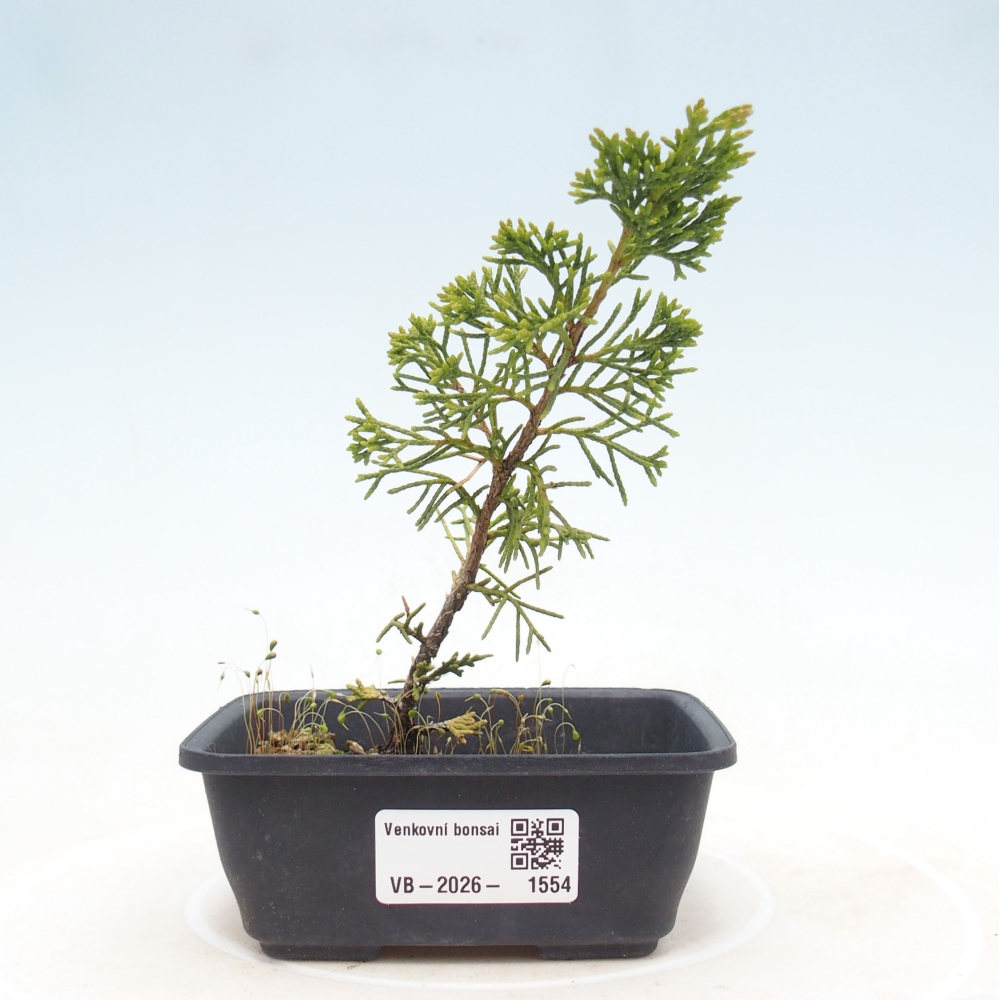 Vonkajší bonsaj - Juniperus chinensis Itoigawa