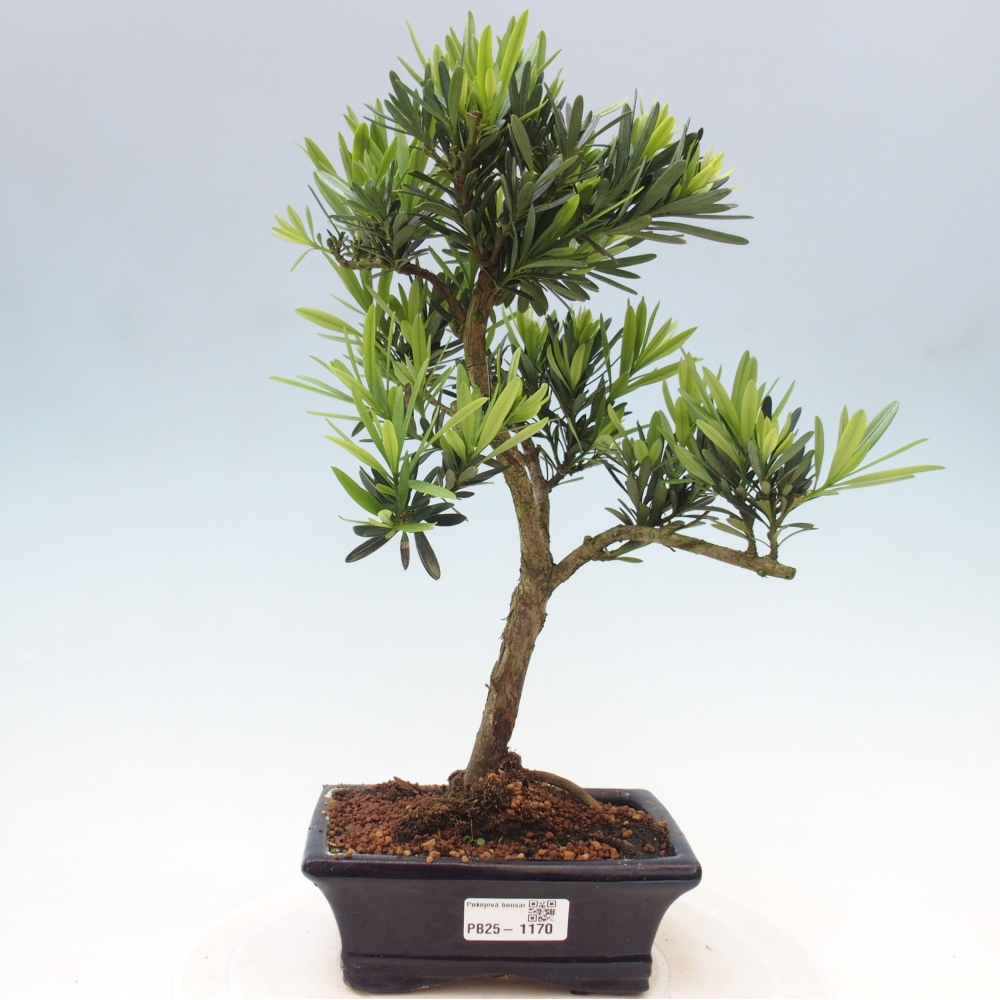 Izbová bonsai - Podocarpus - Kamenný tis