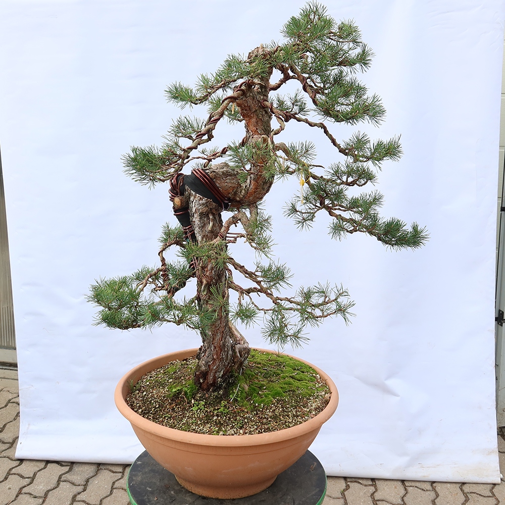 Pinus sylvestris Španielsko – borovica lesná