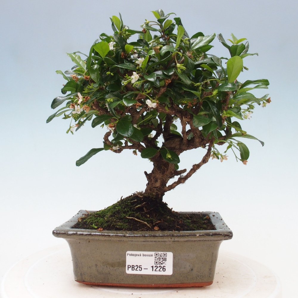 Izbová bonsai - Carmona macrophylla - Čaj fuki
