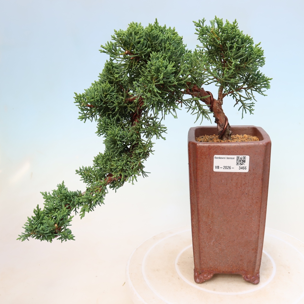 Vonkajší bonsaj - Juniperus chinensis Kishu