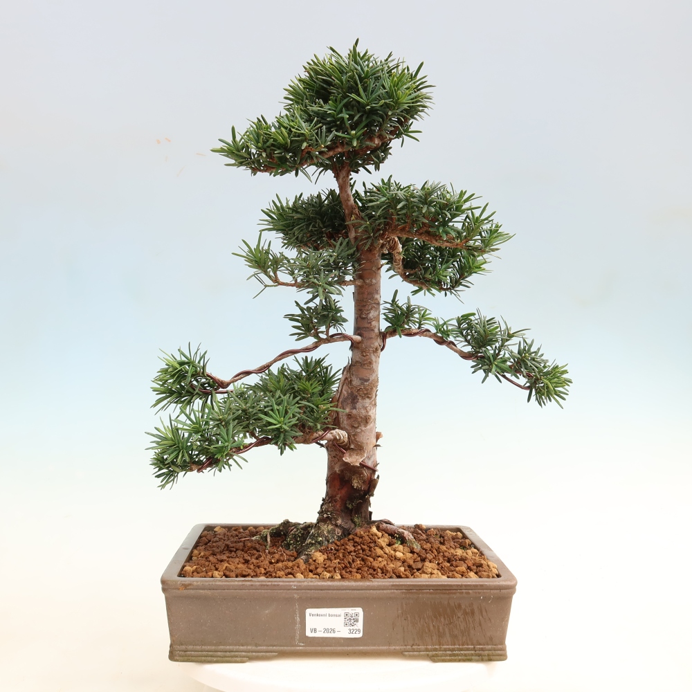 Vonkajší bonsai – Taxus cuspidata – japonský tis