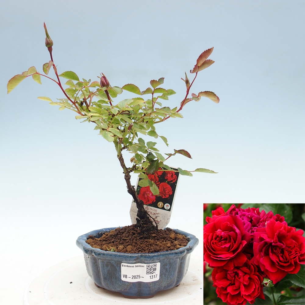 Vonkajší bonsai - Rosa Kordes - ruža