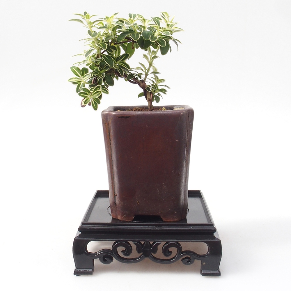 Bonsai stolík plastový štvorcový 11 x 11 x 3,5  cm, farba čierna