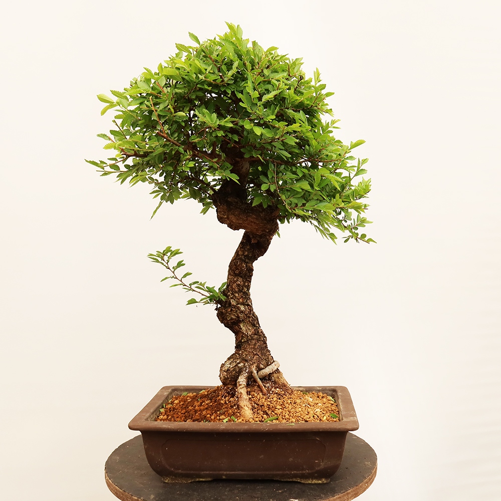 Vonkajšie bonsai - Zelkova - Zelkova NIRE