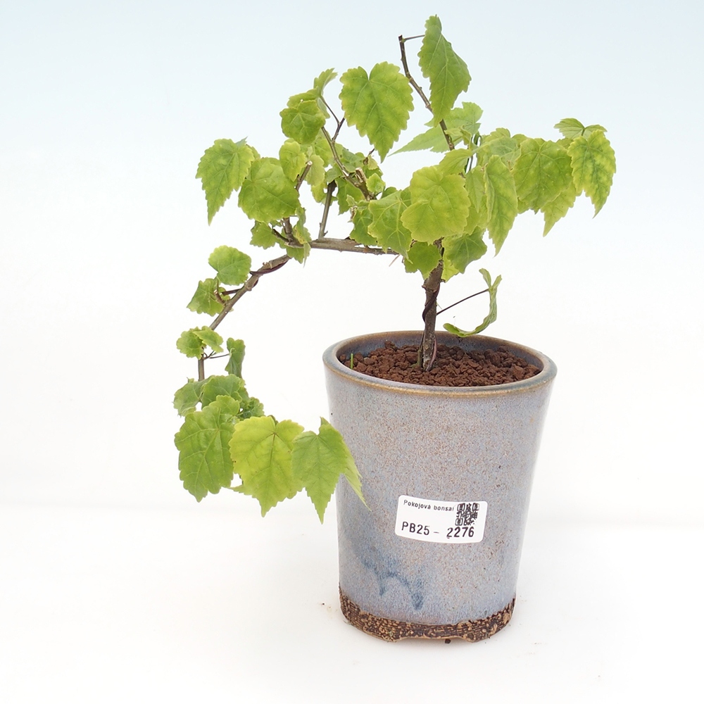 Izbová bonsai - Abutilon Big Bell - Mračniak poříční