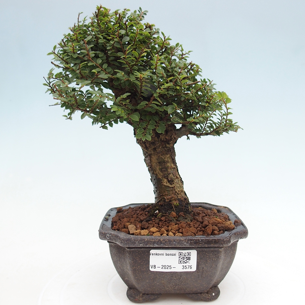 Vonkajší bonsai - Ulmus parvifolia Hokkaido - brest Čínsky