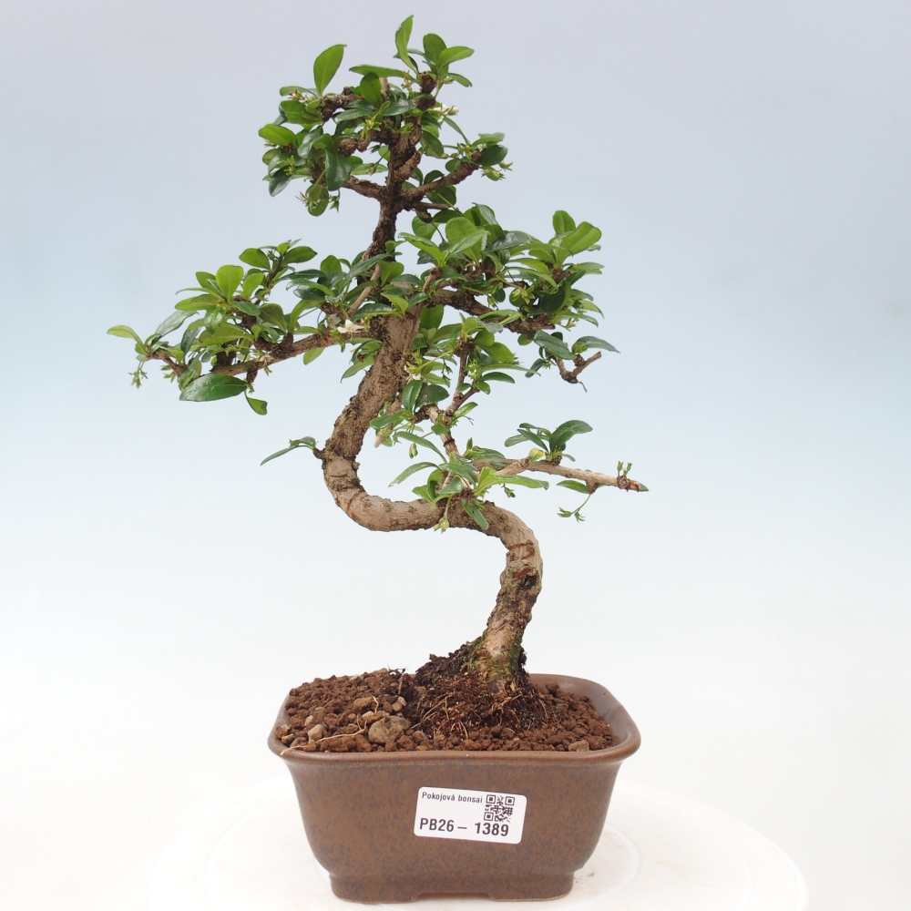 Izbové bonsaje - Carmona macrophylla - Tea fuki