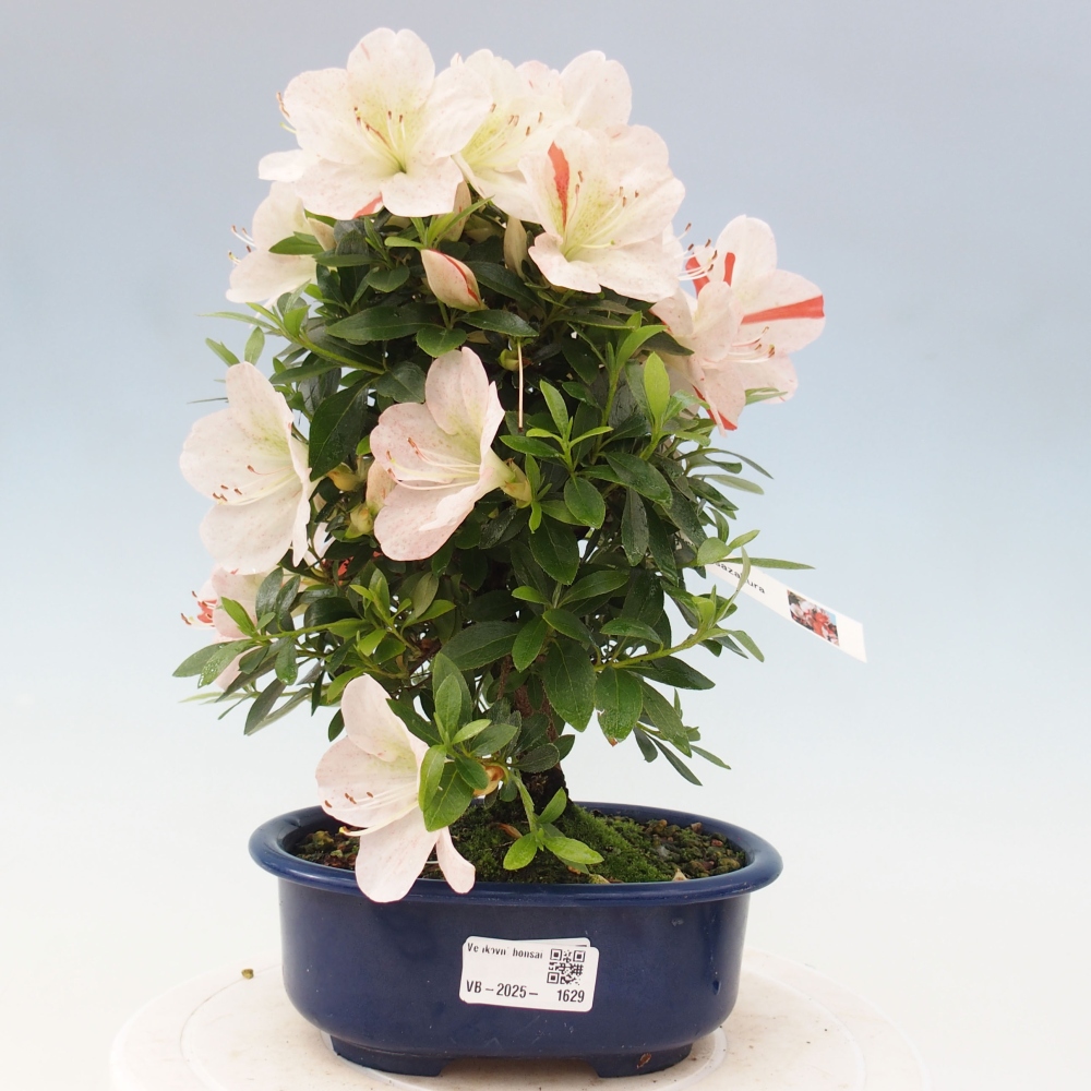 Vonkajší bonsai - Japonská azalka -  Azalea Asazakura