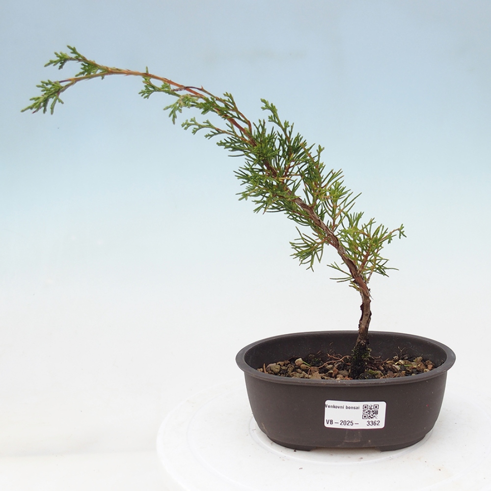 Vonkajší bonsai - Juniperus chinensis Itoigawa -Jalovec čínsky