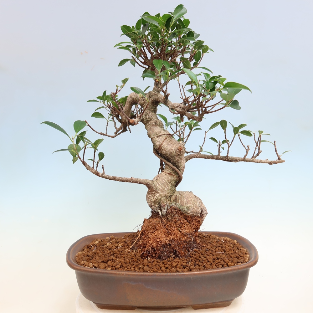 Izbové bonsaje - Ficus kimmen - drobnolistý fikus
