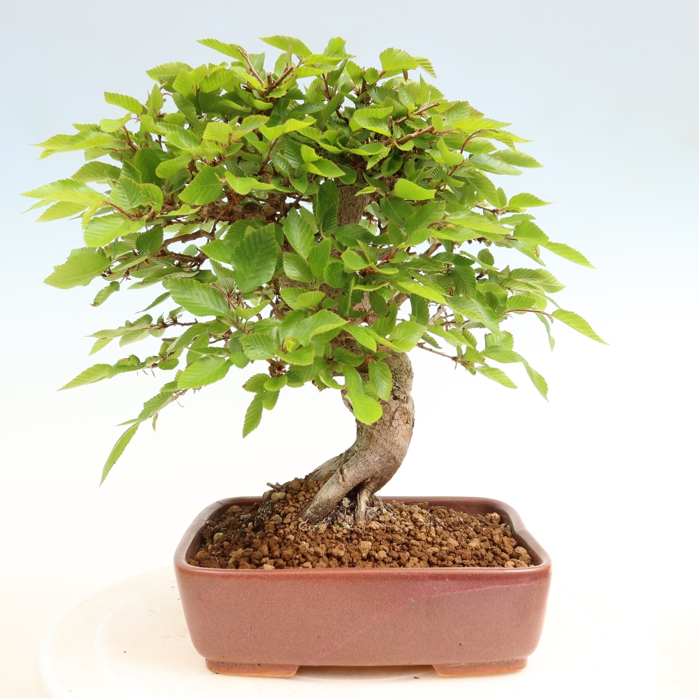 Vonkajší bonsaj -Carpinus coreana - Hrab kórejský