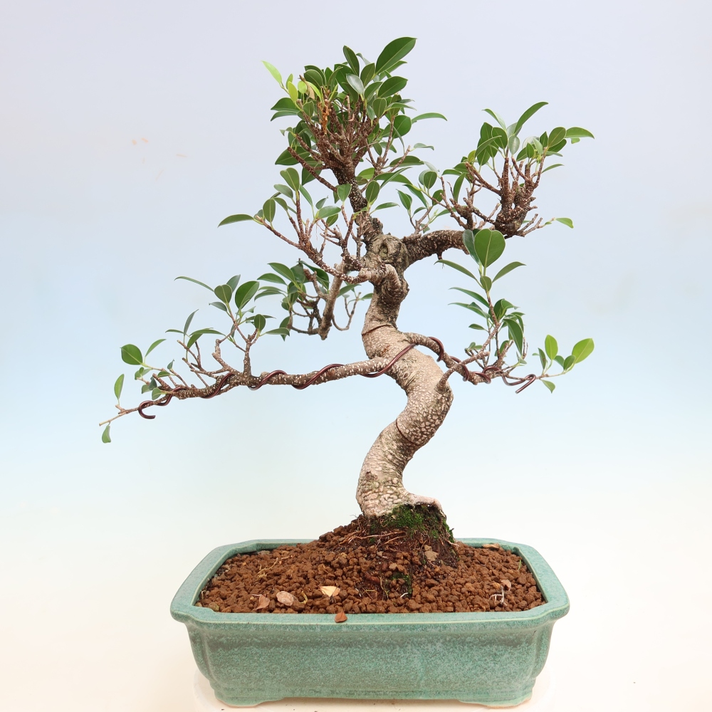 Izbové bonsaje - Ficus kimmen - drobnolistý fikus