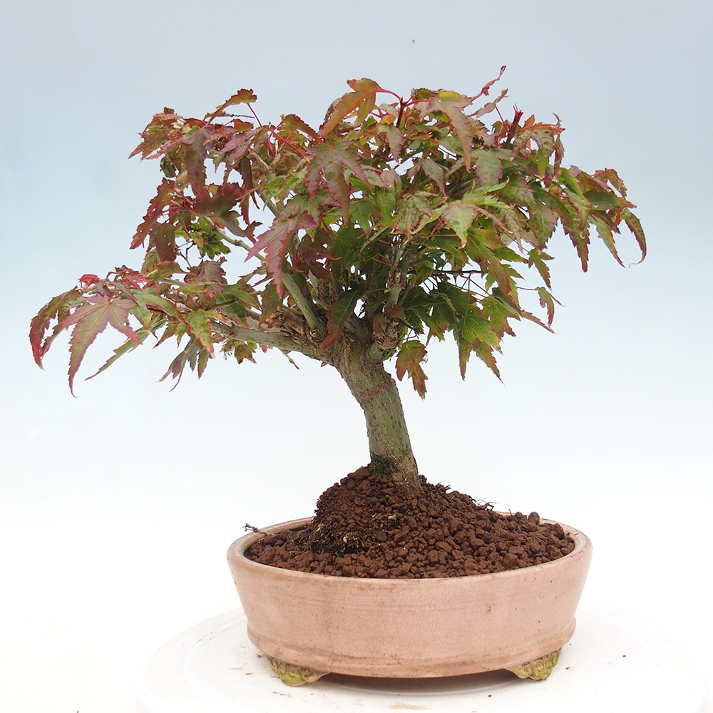 Acer palmatum KIOHIME - Javor palmetový
