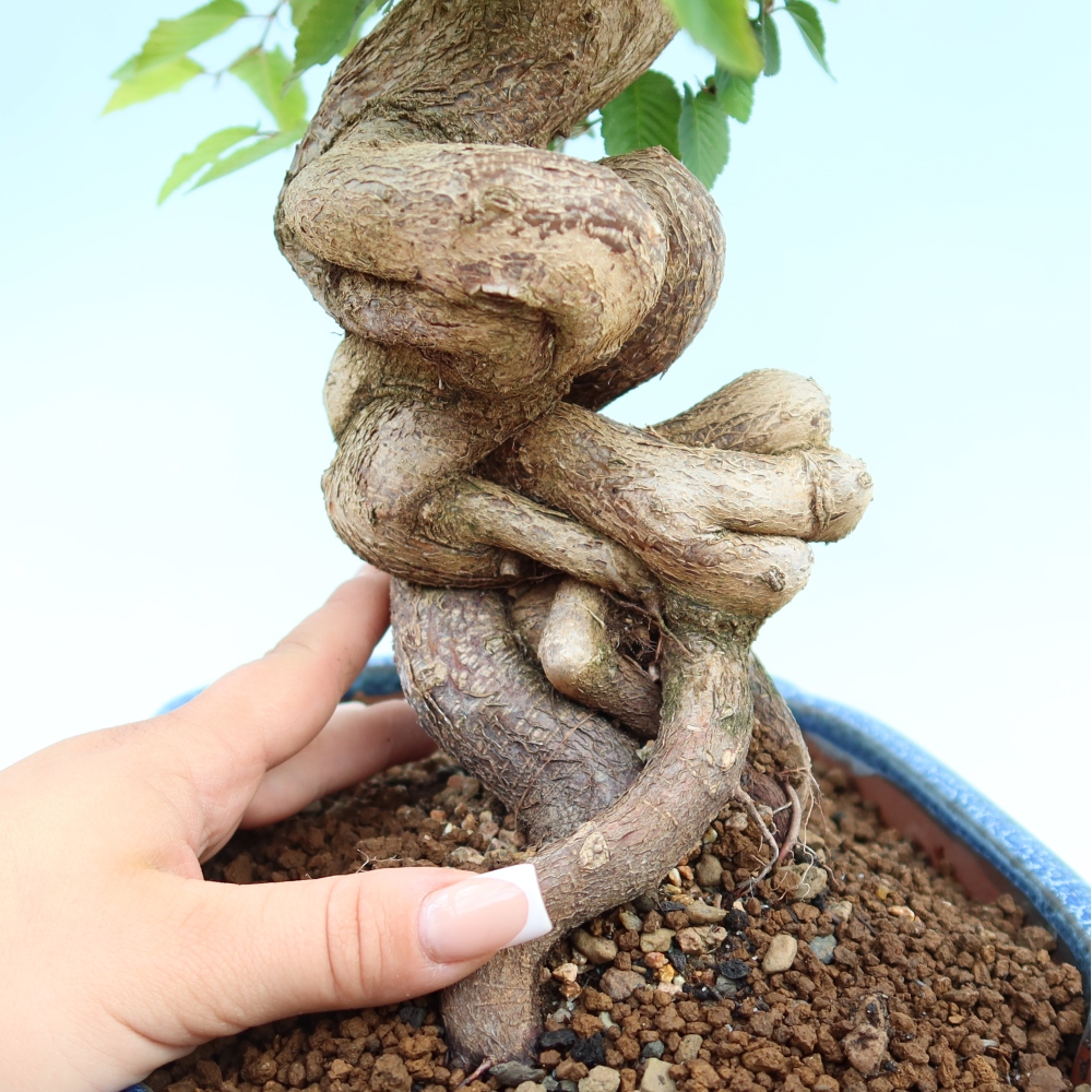 Vonkajší bonsaj -Carpinus coreana - Hrab kórejský
