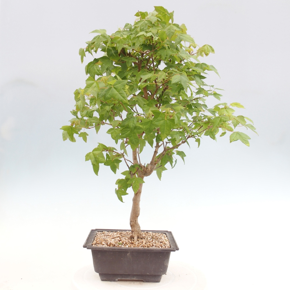 Vonkajšia bonsaj - Acer Buergerianum - Hamburgerový javor