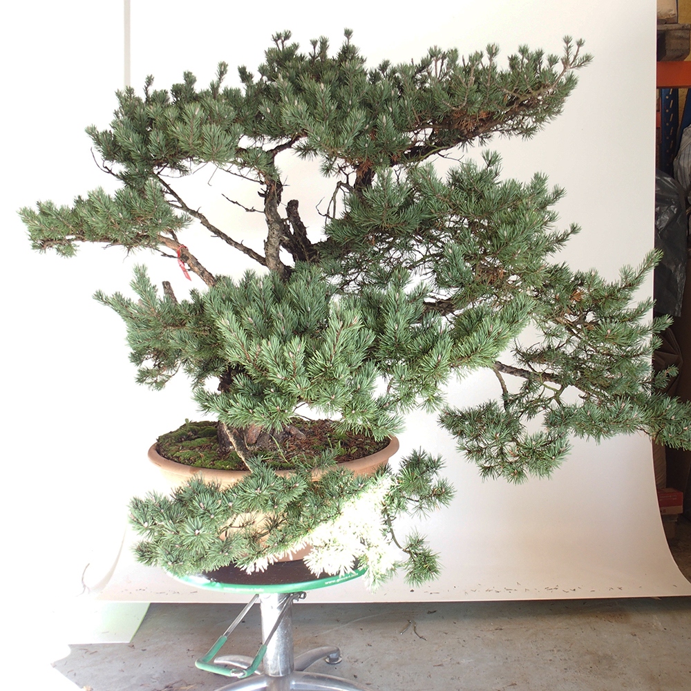 Yamadori - Pinus sylvestris Španielsko