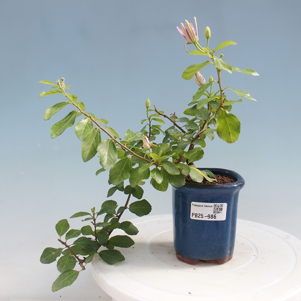 Izbová bonsai - Grewia occidentalis - Hviezdica levanduľová