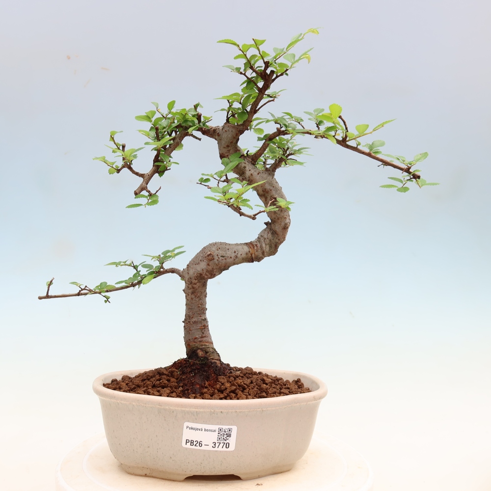 Izbový bonsaj - Ulmus parvifolia - brest malolistý