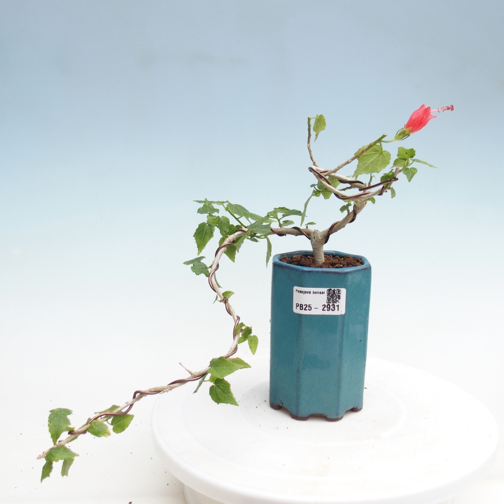 Izbová bonsai - Malvaviscus arboreus - ibištekovec drevnatý
