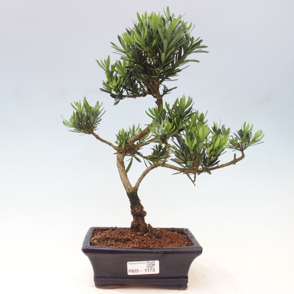 Izbová bonsai - Podocarpus - Kamenný tis