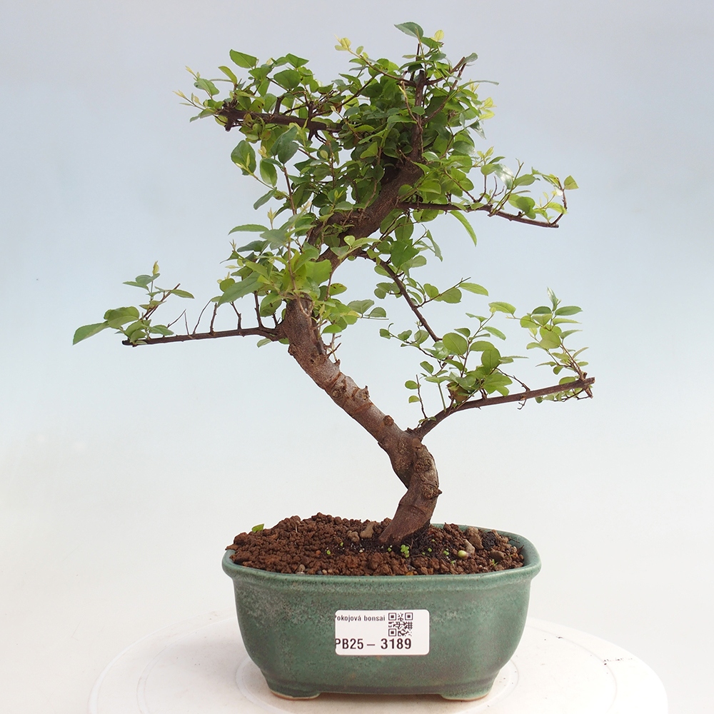 Izbová bonsai - Sagerécia thea - Sagerécia thea