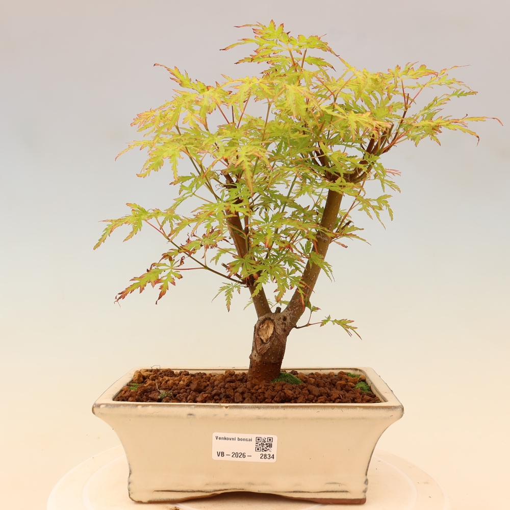 Vonkajší bonsai – Acer palmatum Dissectum – javor dlaňolistý 