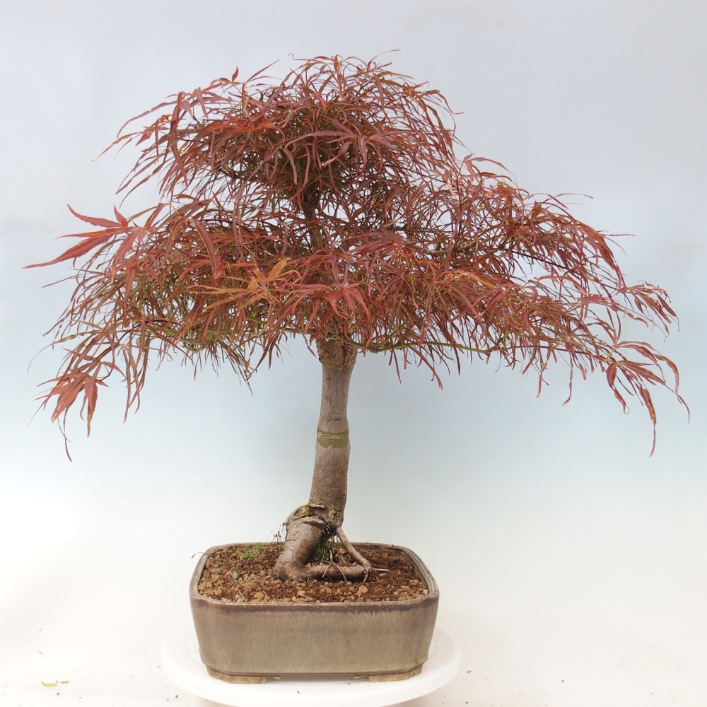 Vonkajší bonsaj - Acer palmatum RED PYGMY