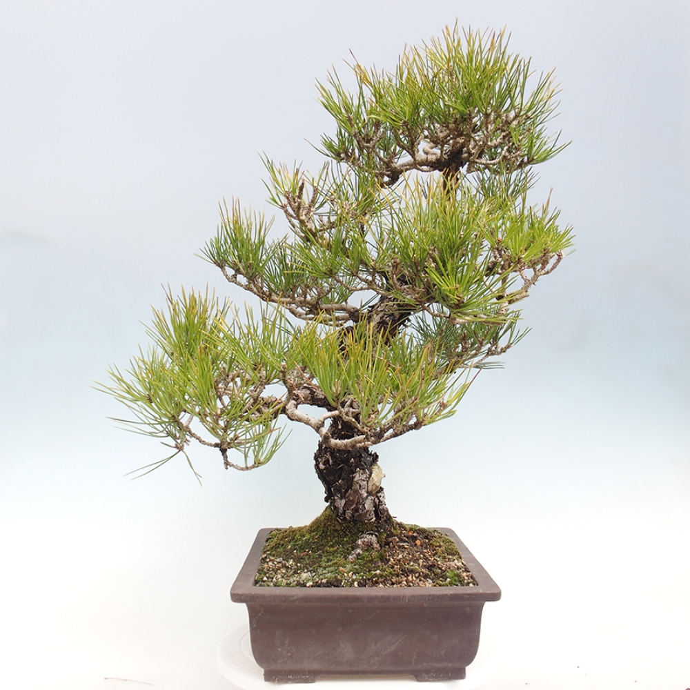 Vonkajšie bonsaje - Pinus thunbergii - borovica Thunbergova