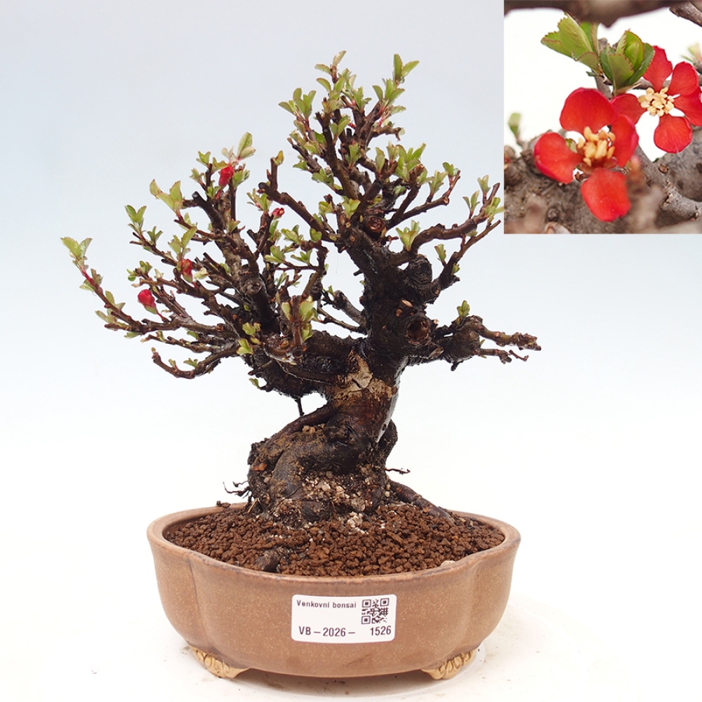 Vonkajšie bonsaje - Chaneomeles speciosa - Kdoule