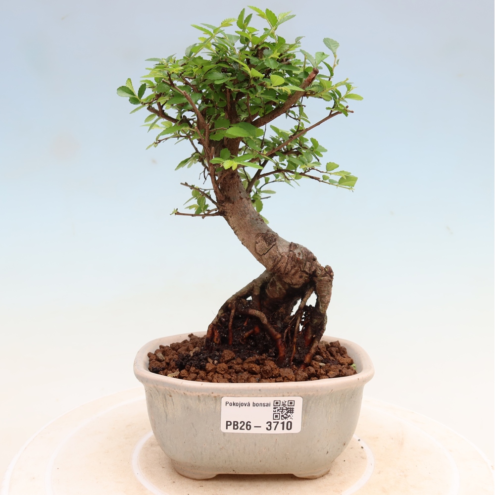 Izbový bonsaj - Ulmus parvifolia - brest malolistý