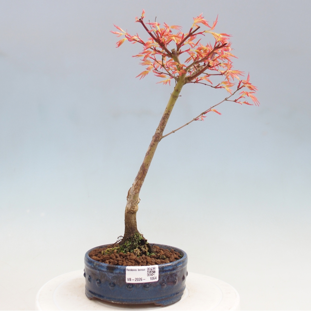 Javor poľný - Acer palmatum Beni Tsukasa