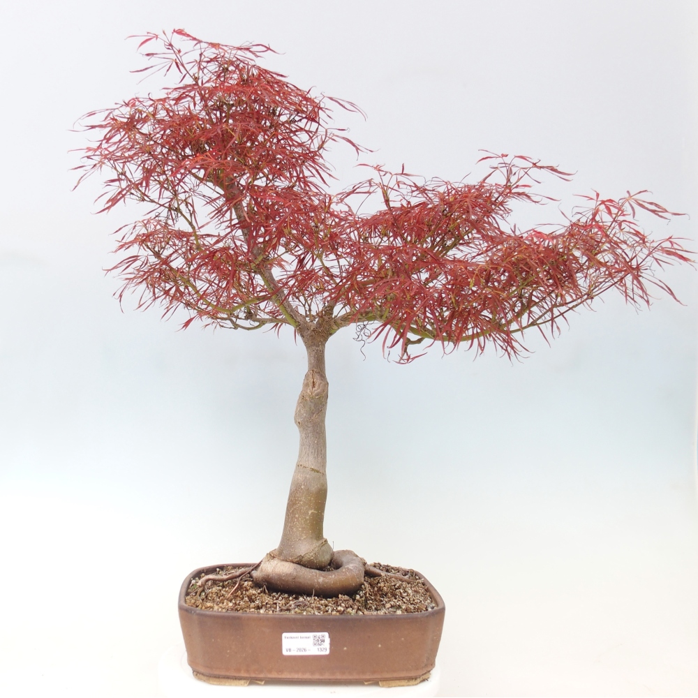 Vonkajší bonsaj - Acer palmatum RED PYGMY