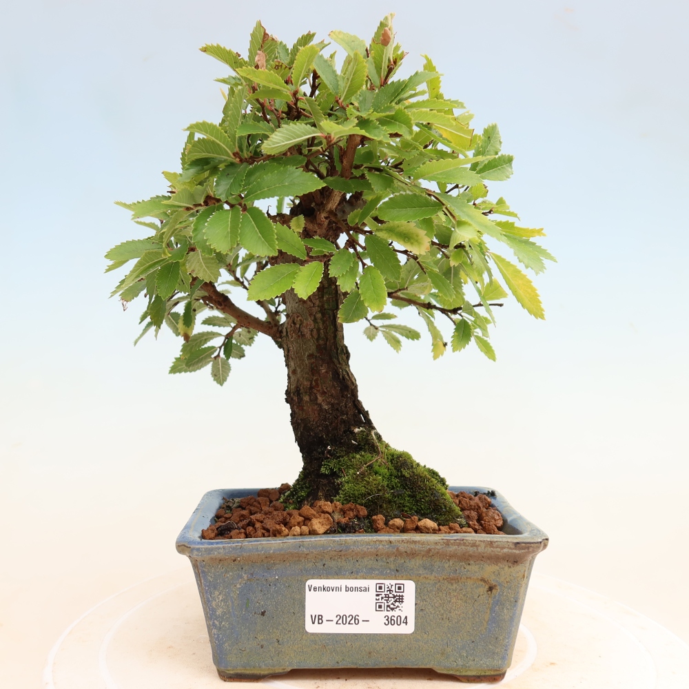 Vonkajšie bonsaje - Zelkova - Zelkova NIRE