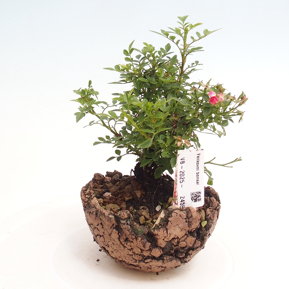 Vonkajší bonsai - Rosa Cutie Pie - Ruže 