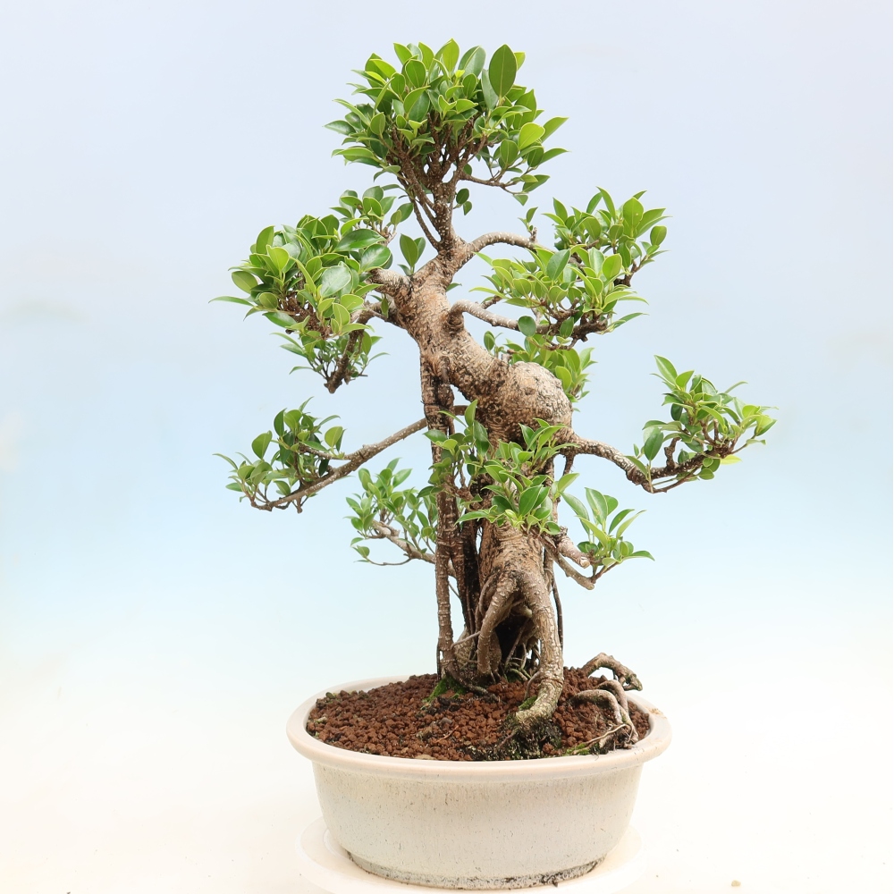 Izbové bonsaje - Ficus kimmen - drobnolistý fikus