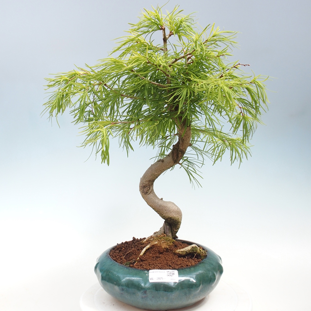 Vonkajší bonsai - Pamodrín - Pseudolarix amabis