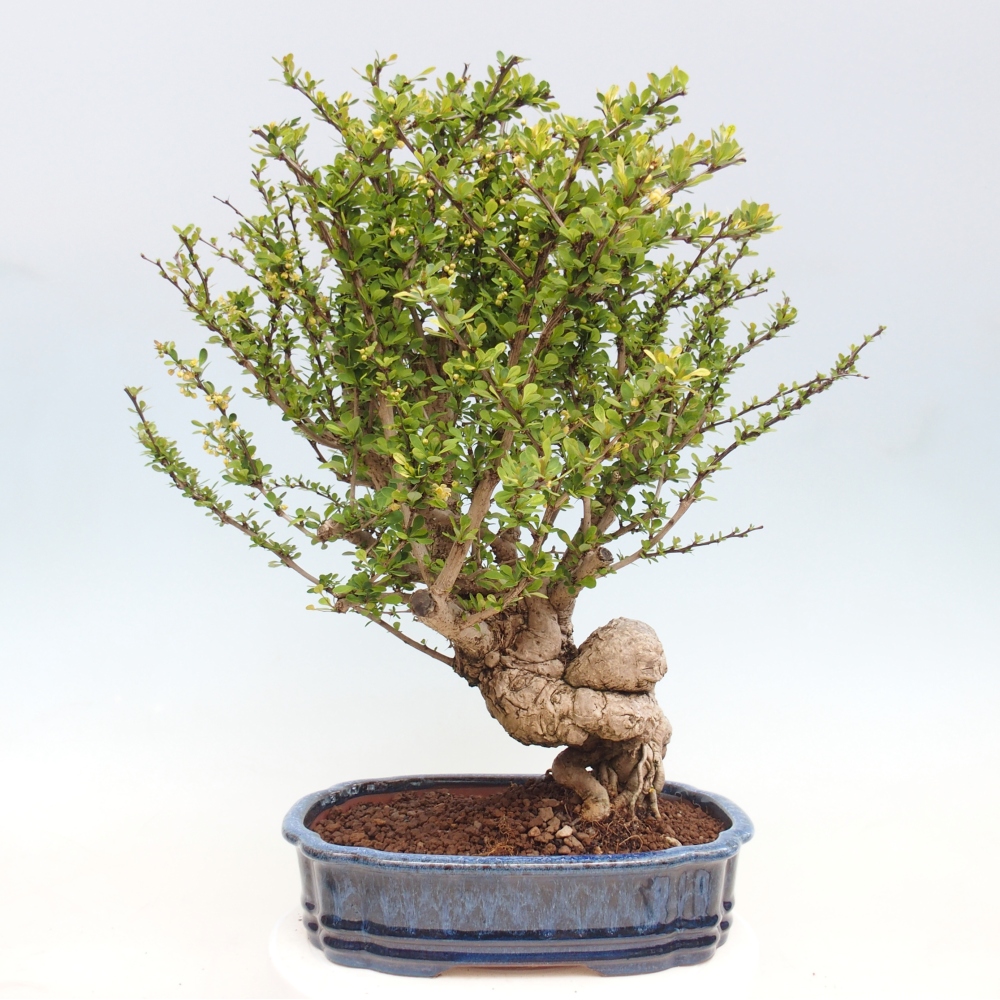 Vonkajšie bonsaje - Berberis coreana