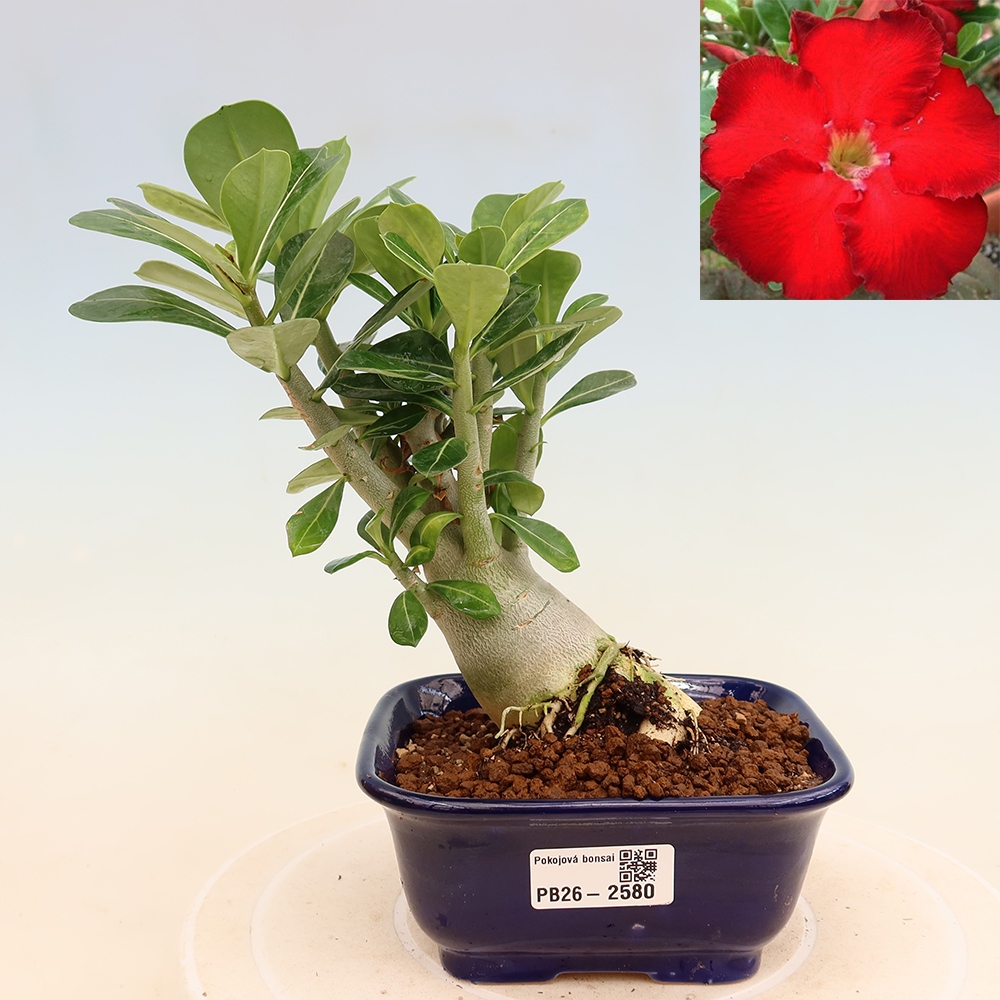 Izba bonsai – Adenium obesum Red Star – Púštna ruža
