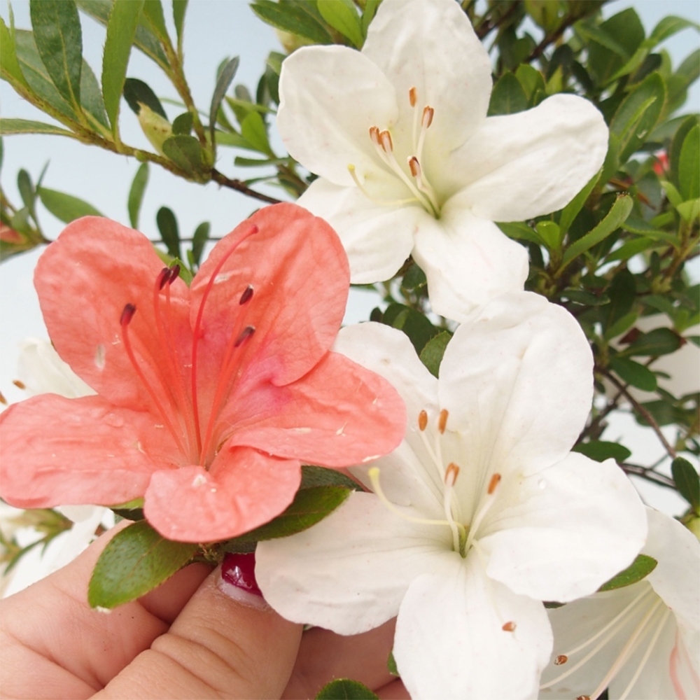 Vonkajšie bonsaje - Japonská azalka - Azalka Matsunami